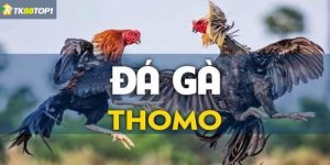 Đá gà Thomo