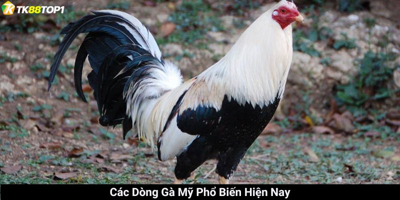 Lý do đá gà Mỹ được ưa chuộng tại TK88