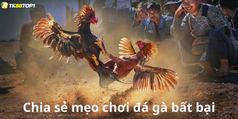 Lý do mọi người cần tìm hiểu mẹo chơi đá gà